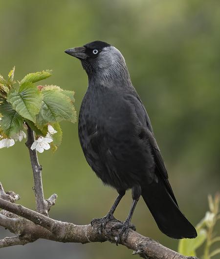 Jackdaw