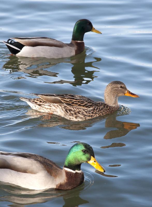 Mallards: male (front), female (middle)