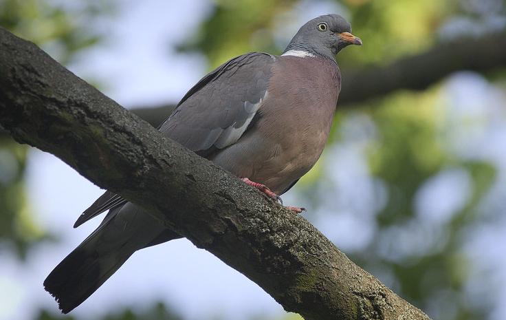 Wood pigeon