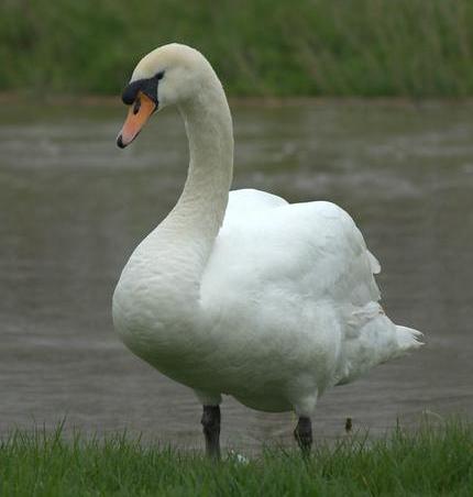 Mute swan