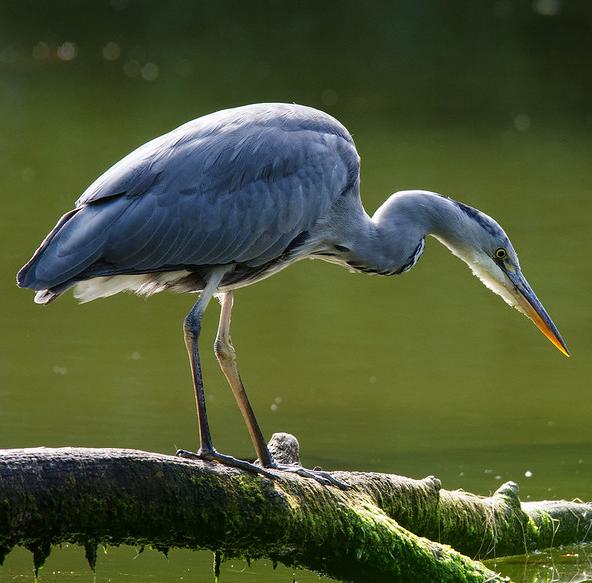 Grey heron