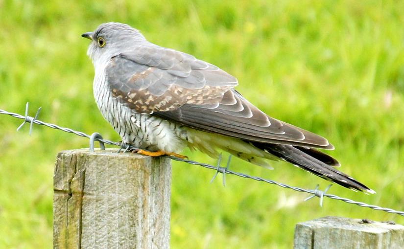 Cuckoo