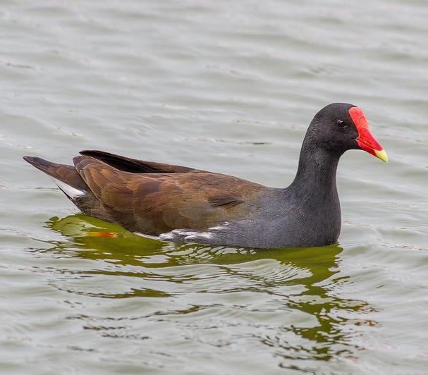 Moorhen