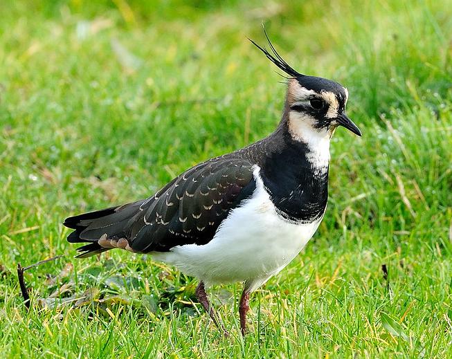 Lapwing