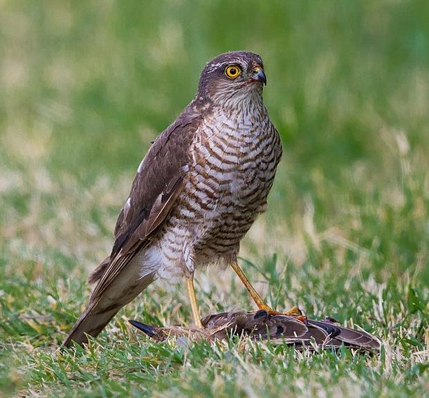 A female sparrowhawk with her prey