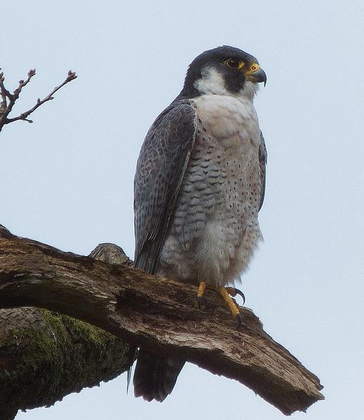 Peregrine falcon