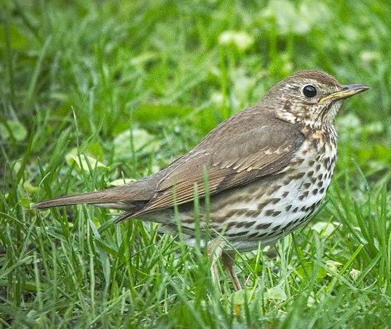 Song thrush