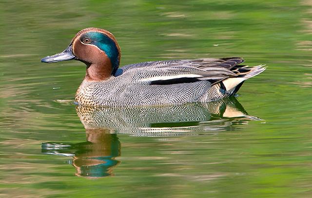 A male teal