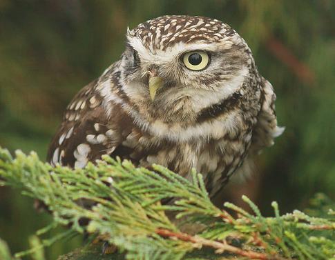 Little owl