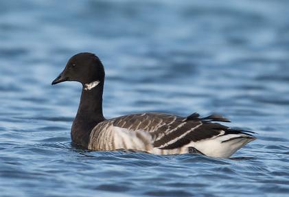 Brent goose