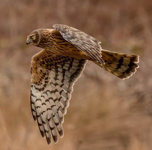 Hen harrier