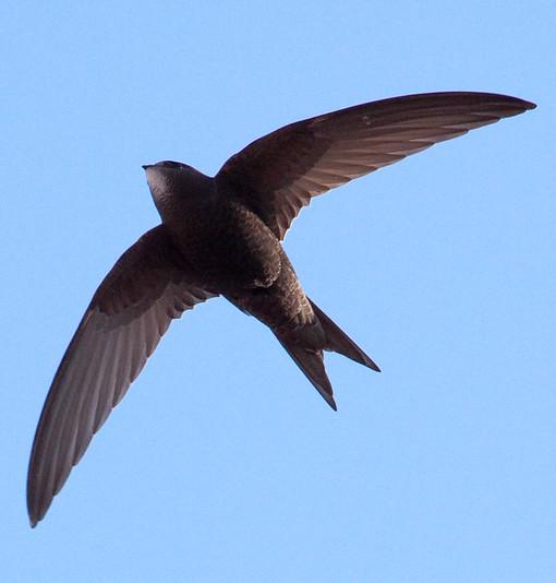Common swift