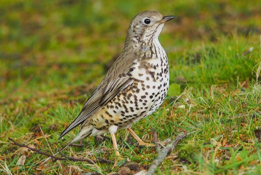 Mistle thrush