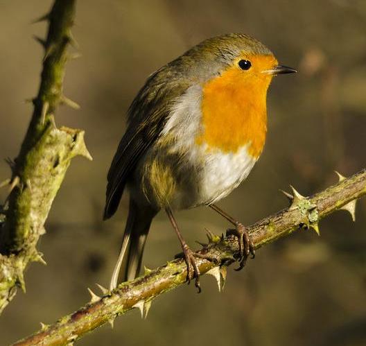 Robin