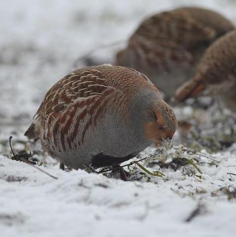 Grey partridges