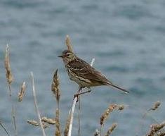 Skylark