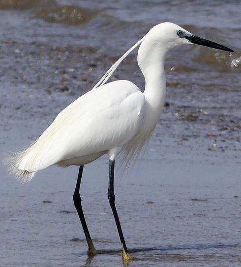 Little egret