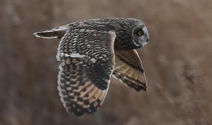 Short-eared owl