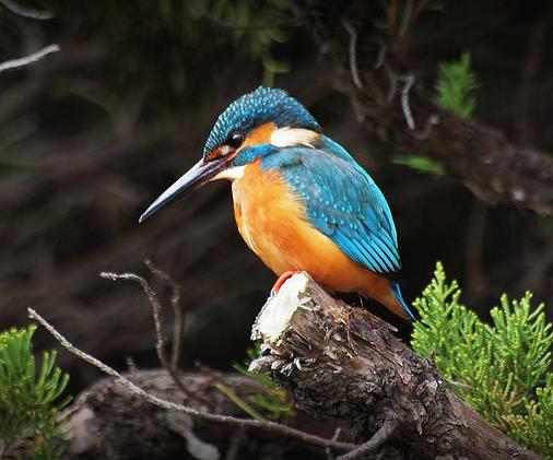 Kingfisher