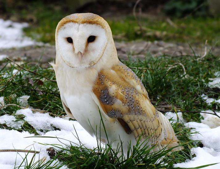 Barn owl