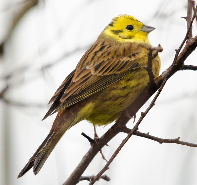 Yellowhammer
