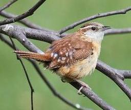 Wren