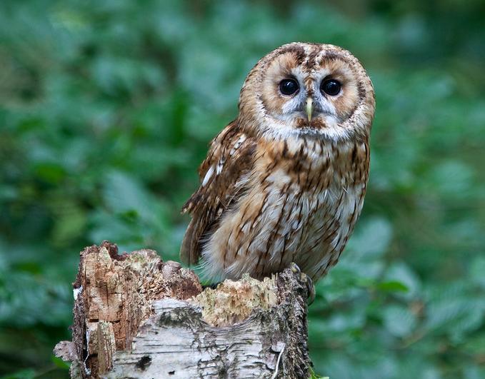 Tawny owl