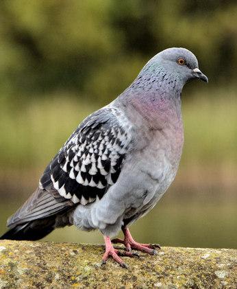 Feral pigeon