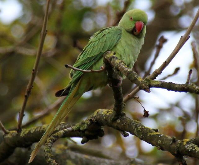 Ring-necked parakeet
