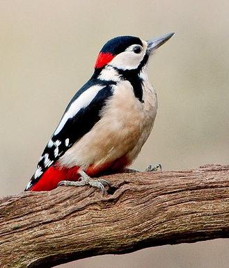 Great spotted woodpecker