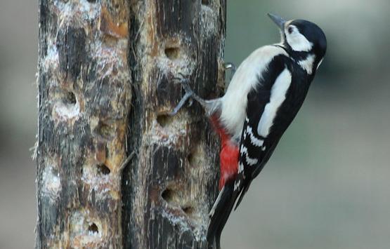 Lesser spotted woodpecker