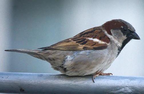 House sparrow