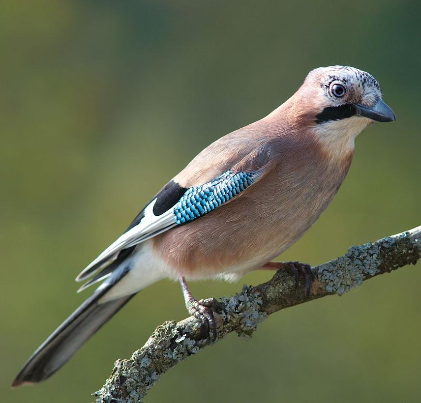 Eurasian jay