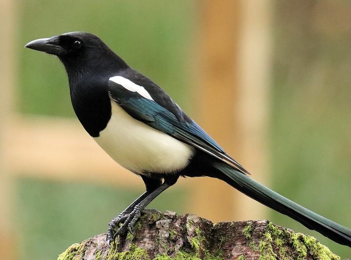 Magpie