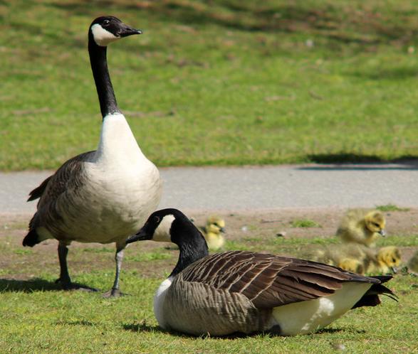 A pair of Canada geese with goslings.