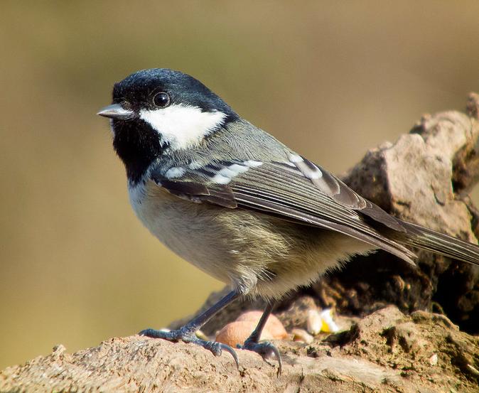 Coal tit