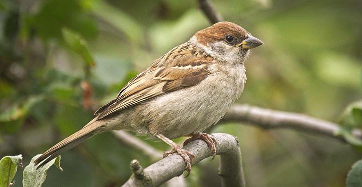 Tree sparrow