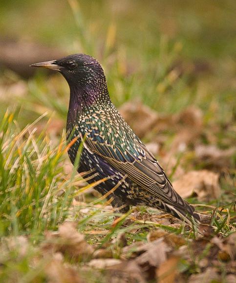 Starling