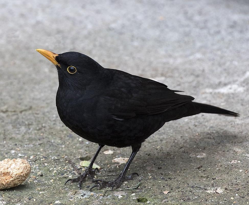 A male blackbird