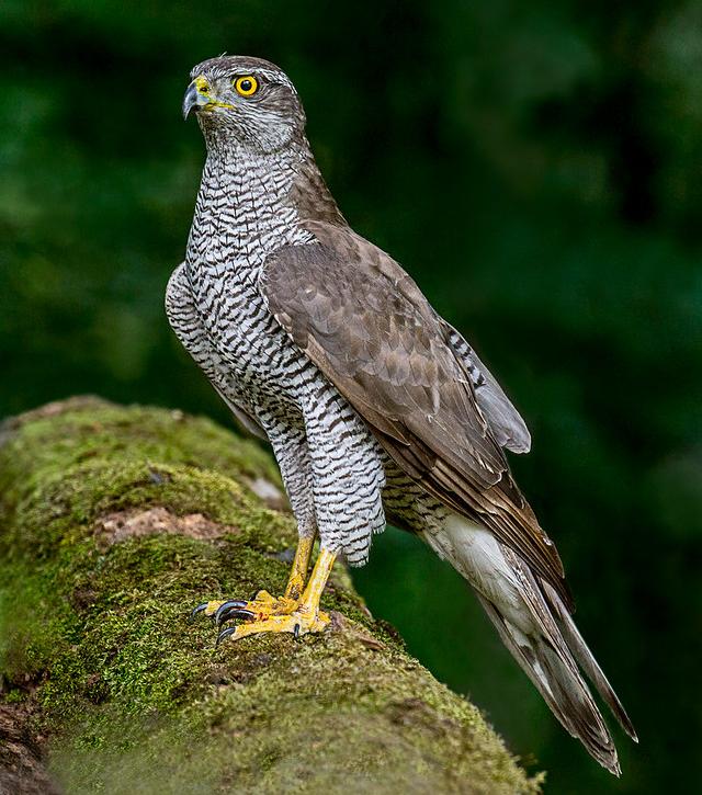 Goshawk