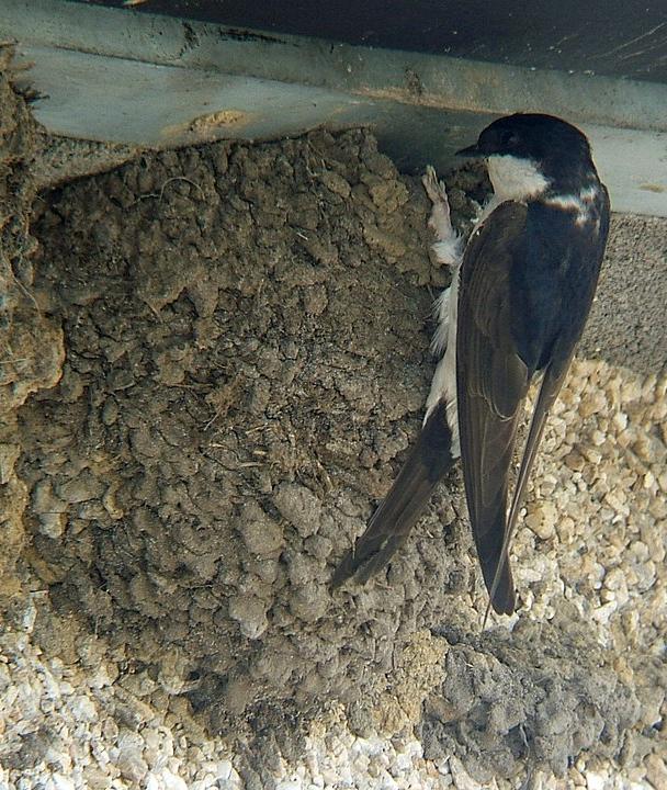 House martin