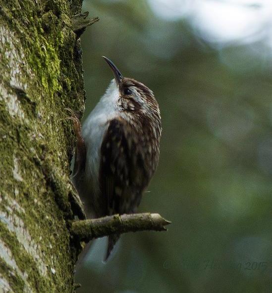 Treecreeper