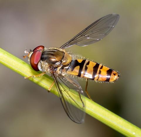 Marmalade hoverfly