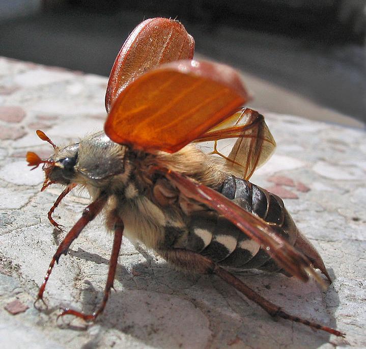 Cockchafer