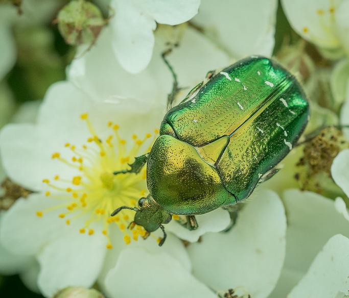 Rose chafer on a dog rose