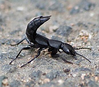 Devil's coach-horse