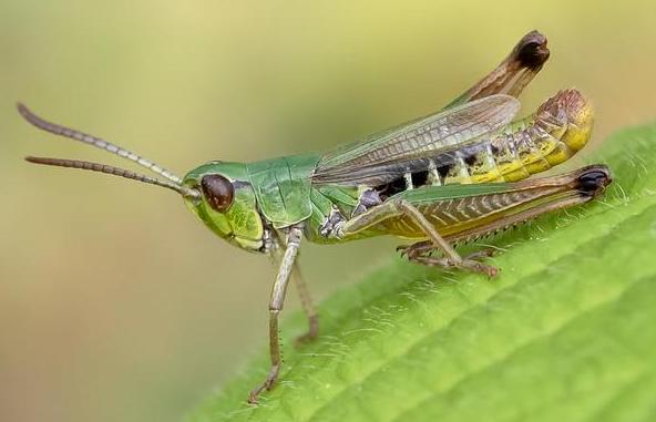Meadow grasshopper