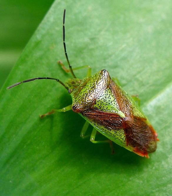 Hawthorn shield bug
