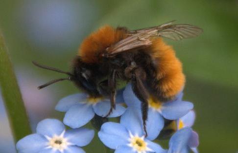 Common carder bee