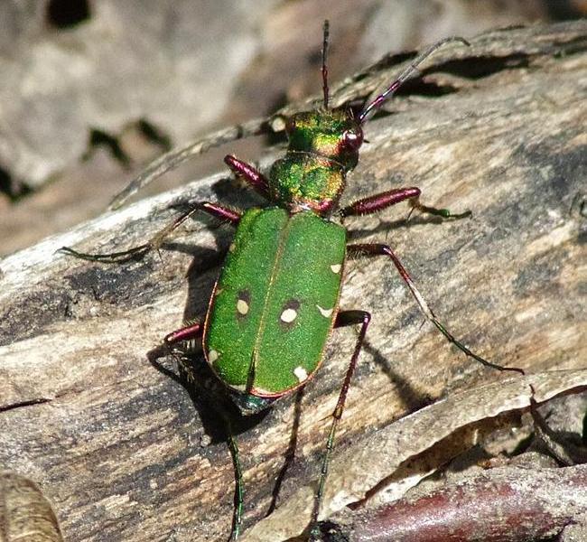 Green tiger beetle